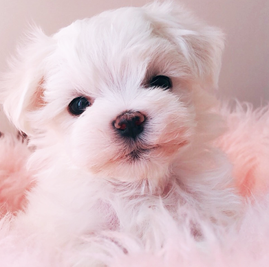 前城ブリーダー